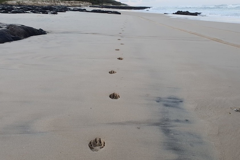 Dingo tracks along a sandy beach