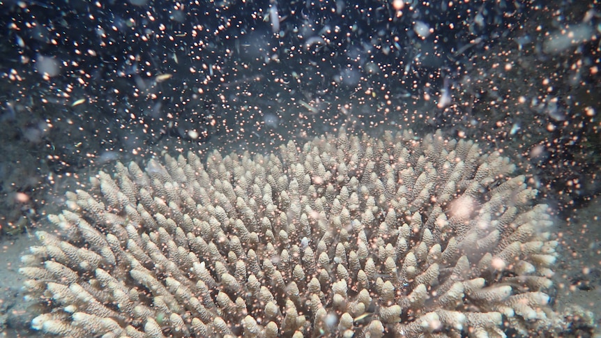 A large coral with thousands of eggs surrounding it