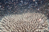 A large coral with thousands of eggs surrounding it