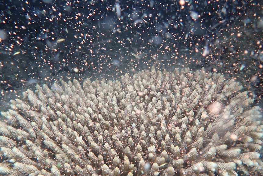A large coral with thousands of eggs surrounding it