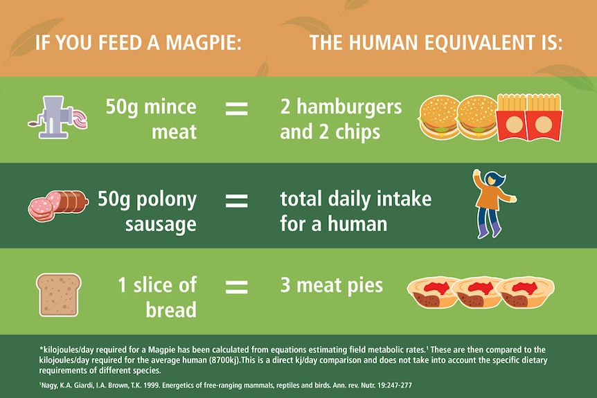 A colourful graphic showing how mince, sausage and bread affect magpie health.