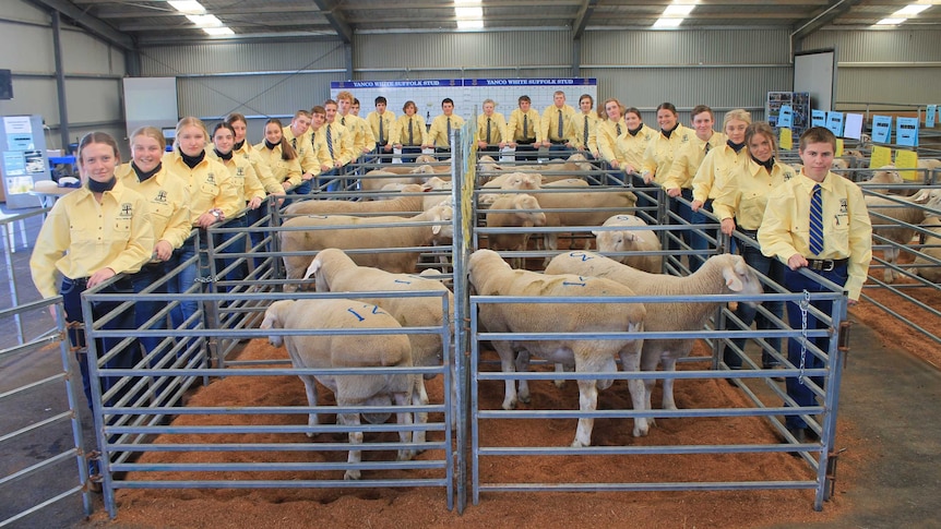 Yanco ag students, dressed in yellow shirts, stand around pens of sheep at a ram sale