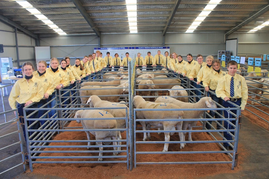 Yanco ag students, dressed in yellow shirts, stand around pens of sheep at a ram sale