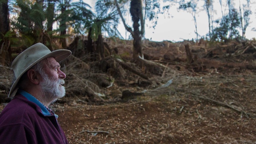 Local Derby resident Peter Coxhead looks at a recently logged forestry coup.