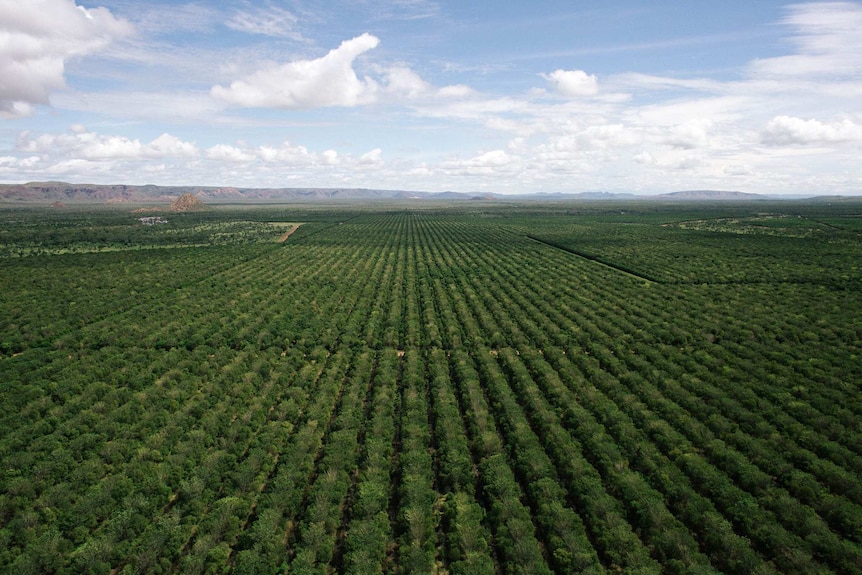 An aerial view on Indian sandalwood plantations