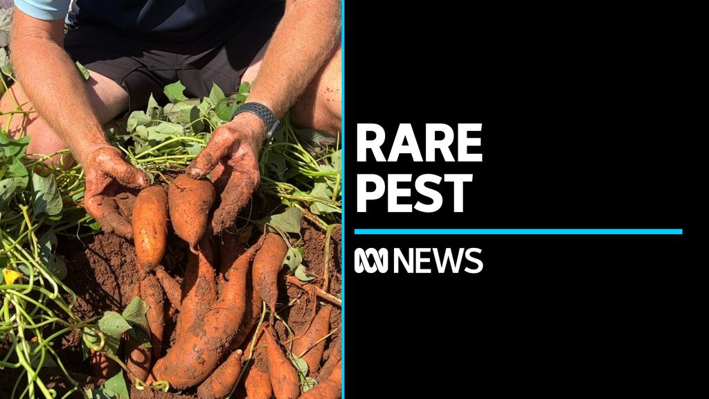 Farmers and gardeners on high alert for Guava-root knot nematode - ABC News
