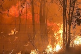 Flames rage in bushland