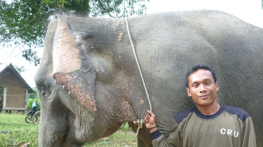 30-year-old Rutkita Sembiring began working with the elephants in 2002
