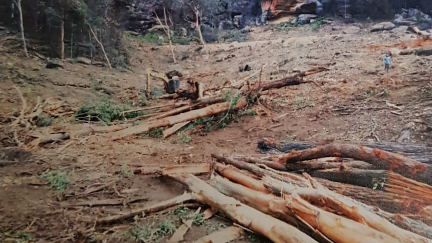 Trees and bush cleared from a property