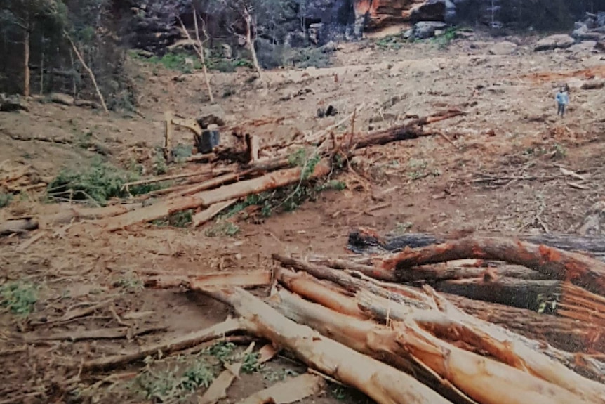 Trees and bush cleared from a property