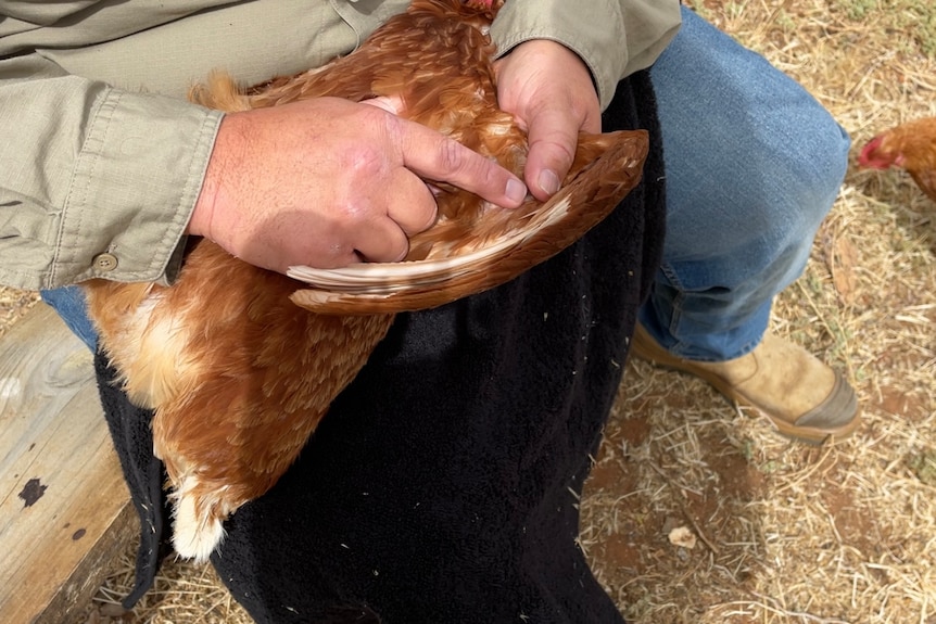 A man holds a red chicken on its back in his lap, he points at a spot under the wing