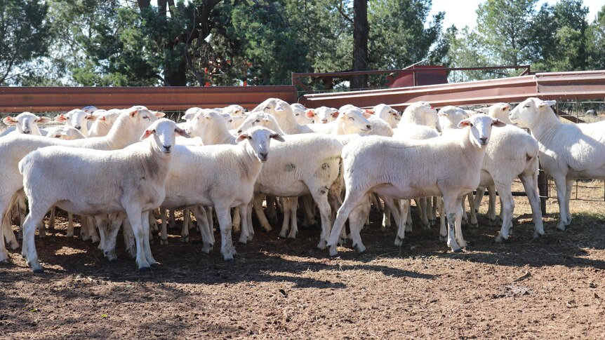Australian White ewes that sold for $988 a head