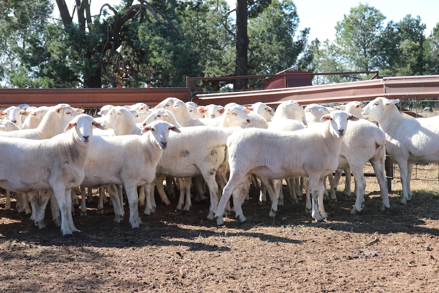 White sheep standing in sheep yards.