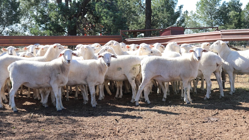 White sheep standing in sheep yards.