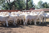 Australian White ewes that sold for $988 a head