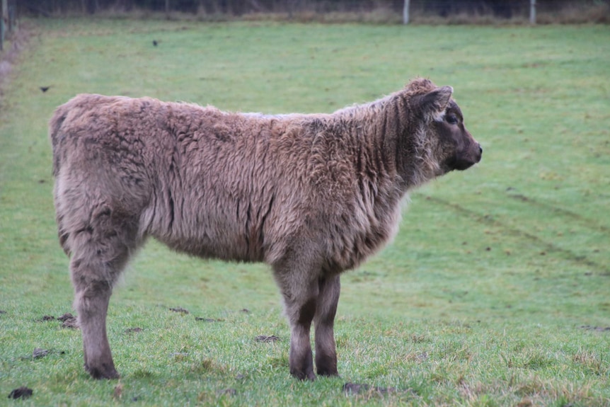 A calf standing in a green paddock