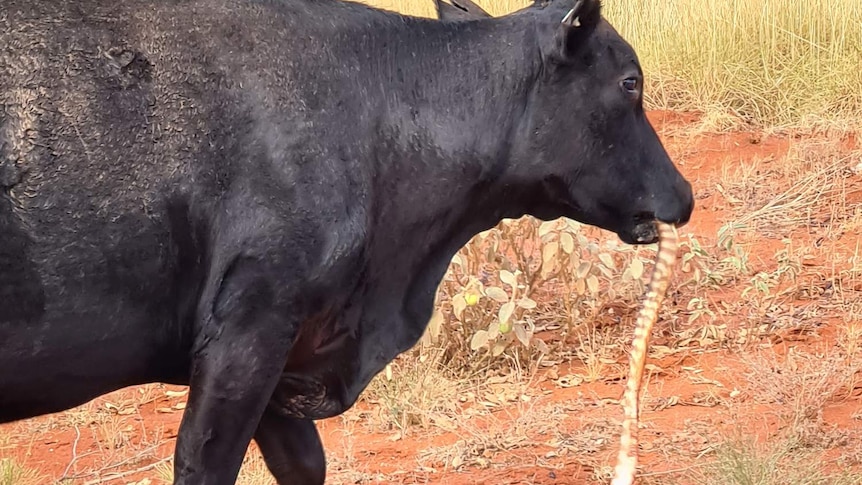 Cow Caught Chewing On A Large Python In Outback Northern Australia Abc News