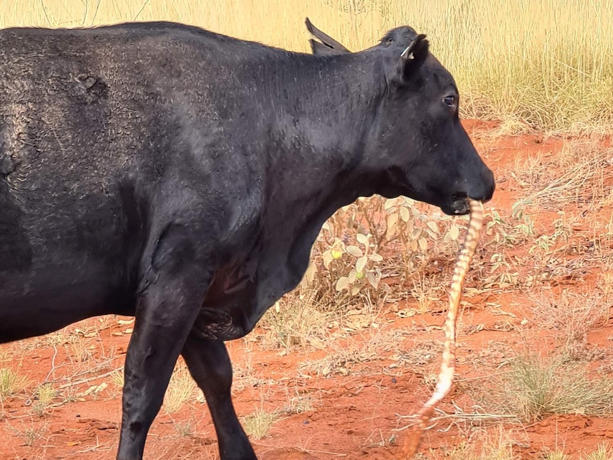 Cow caught chewing on a large python in outback northern Australia - ABC  News