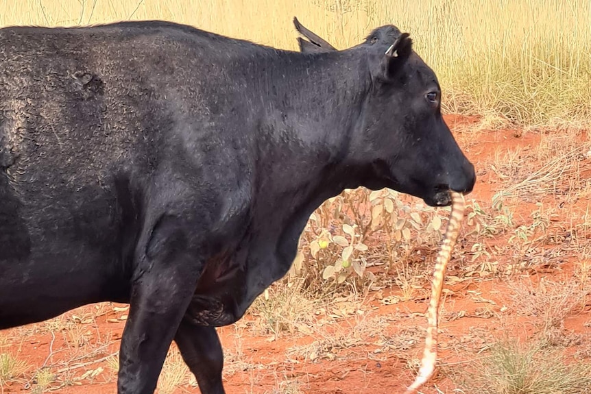 A side-one view of a cow red dust and patchy grass with a large striped snake hanging from its mouth