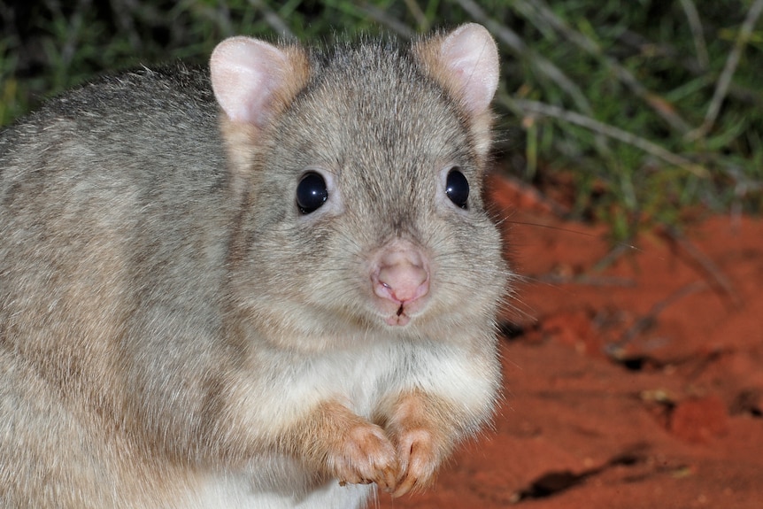 A small rodent with round eyes sits on dirt at night.