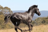 A black brumby running