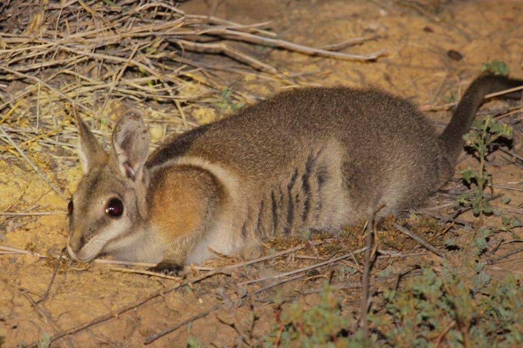 Endangered bridled nailtail wallaby develops new tactic to avoid