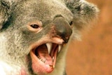 A drop bear.