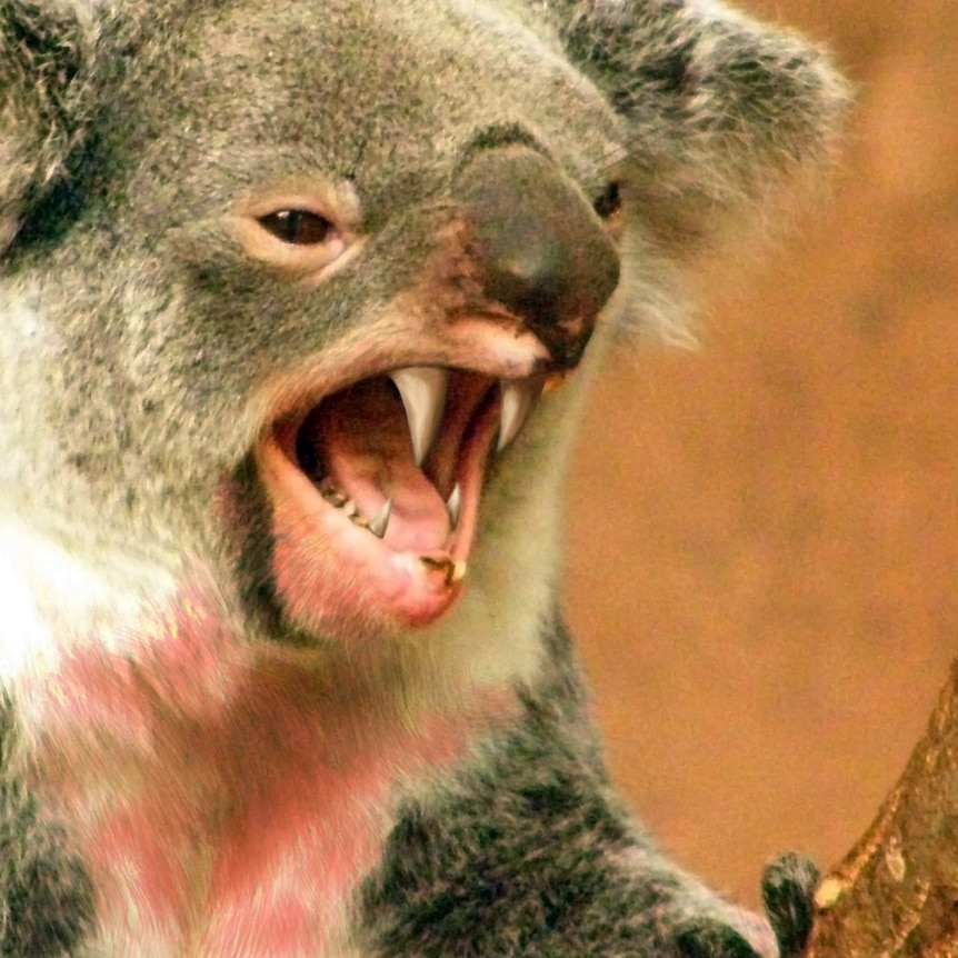 Koala with fangs