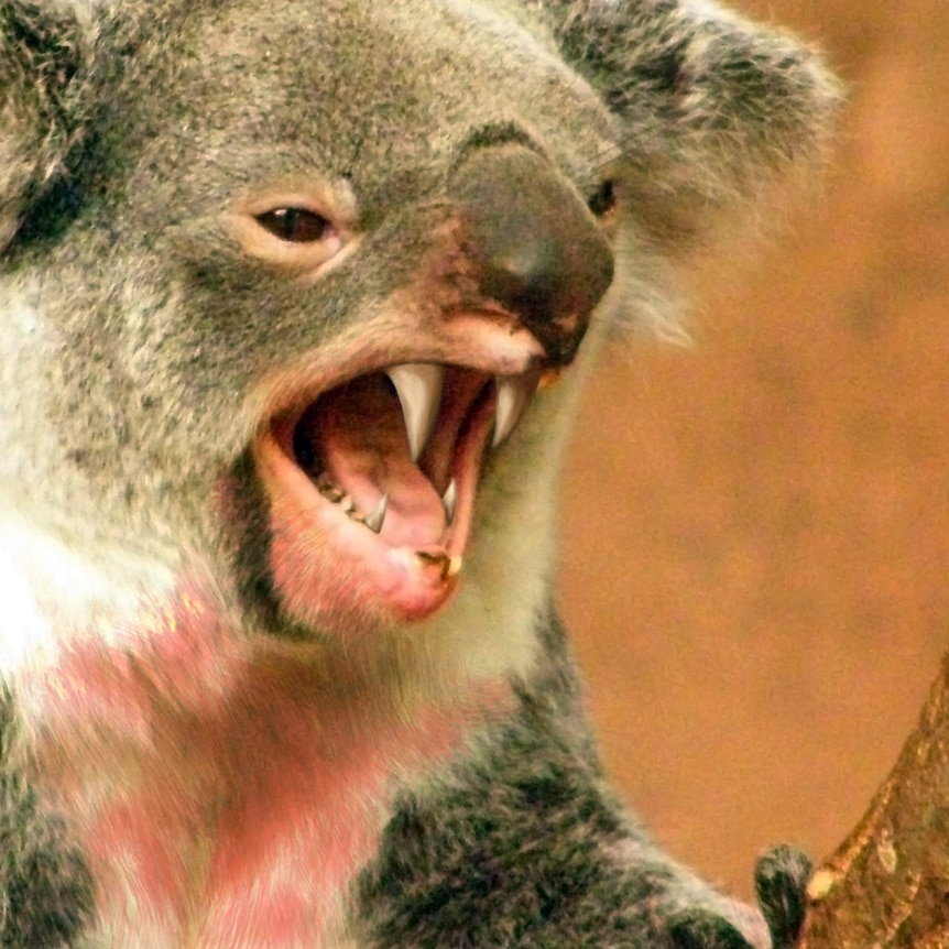 A drop bear.