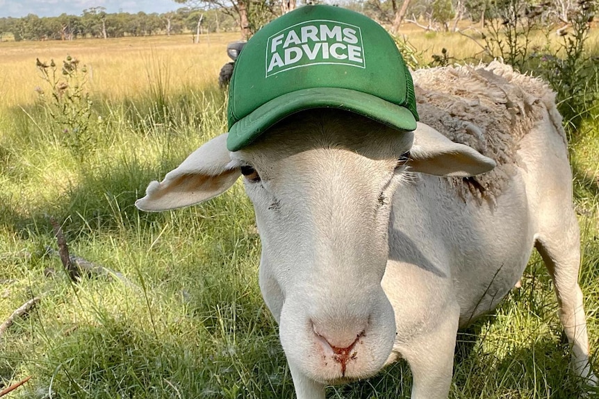 A sheep wearing a green truckers cap that says Farms Advice.