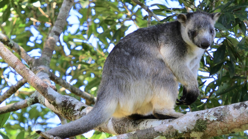 grey coloured tree kangaroo on a tree branch
