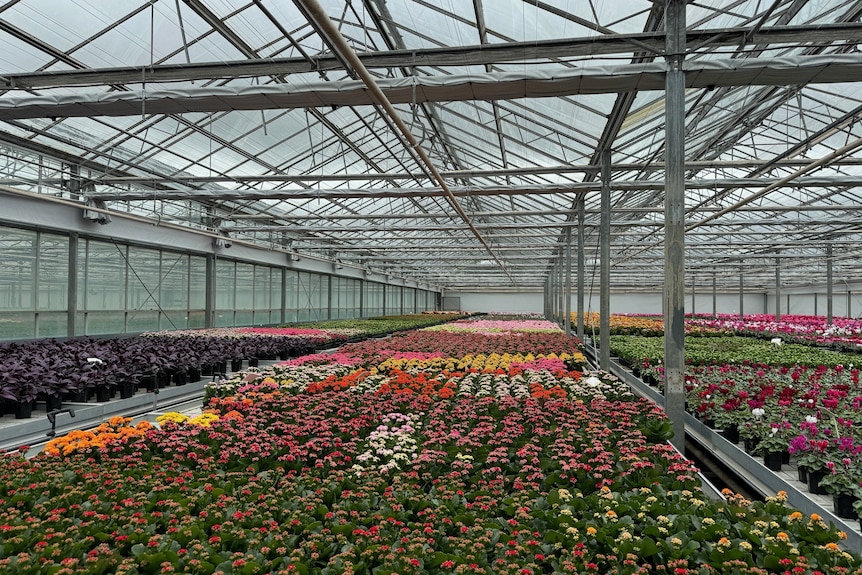 Rows of multicoloured flowers undercover at a nursery.