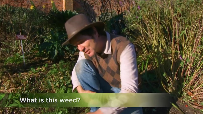 Gardening Australia's Tino Carnevale squatting in a garden with 'What is this weed?' graphic underneath