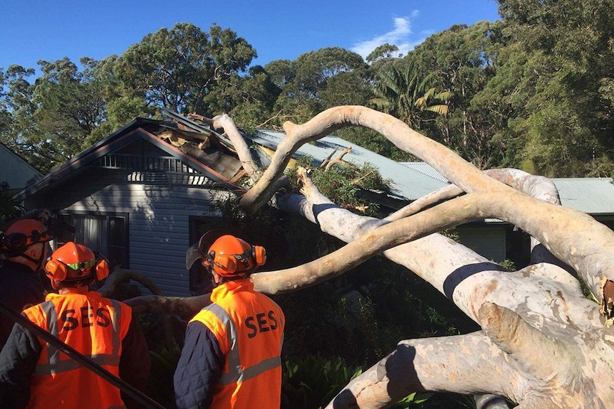 A large tree has fallen on a roof in the Illawarra due to strong winds.