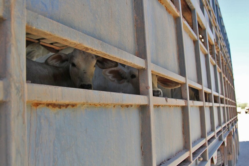 Cattle seen through the slats of a livestock trailer on a truck.