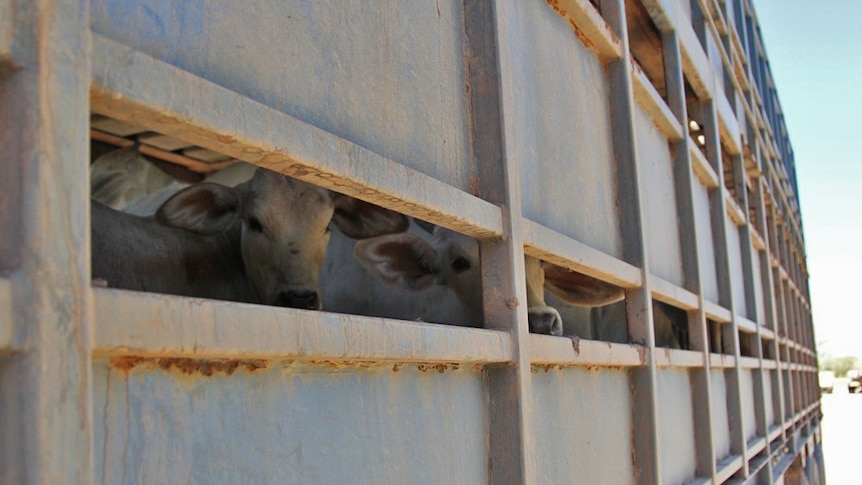 cattle seen through the slats of a livestock trailer on a truck