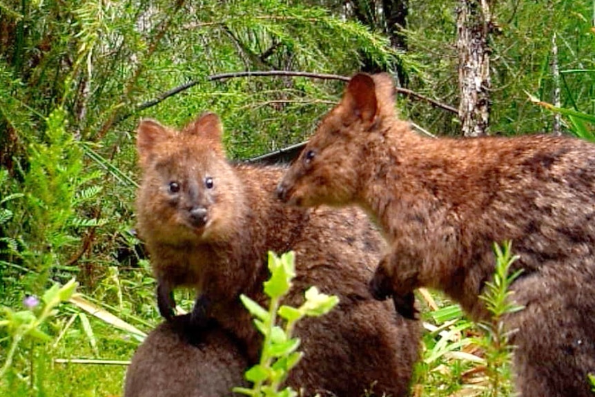 Two adult quokkas and a baby in the forest