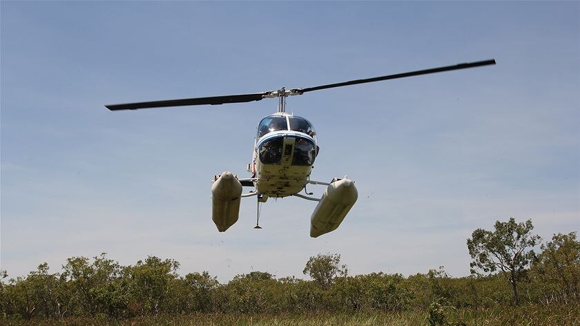 The helicopter returns to pick up the crocodile egg collecting crew at Malacca Swamp.