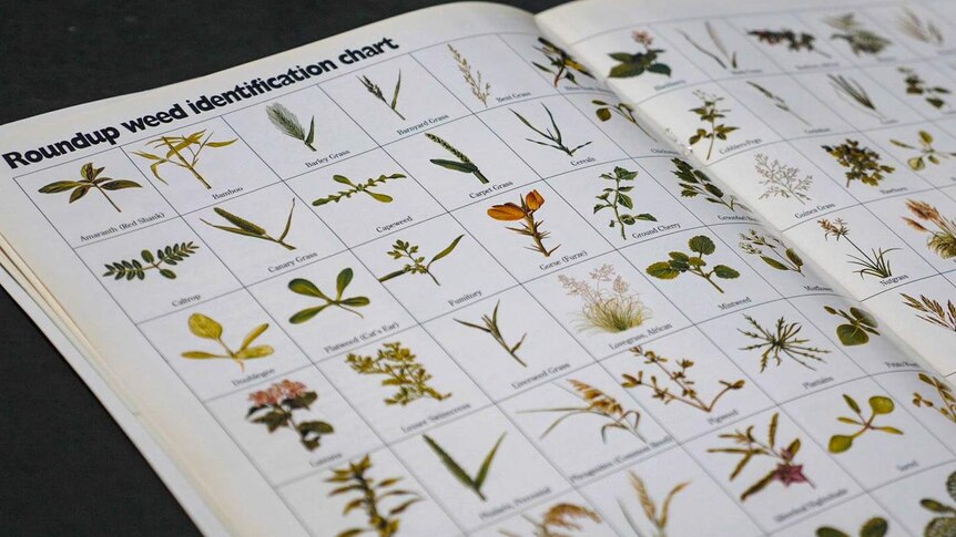 A photo from a Monsanto brochure produced in the 1990s showing the different weeds Roundup will kill.