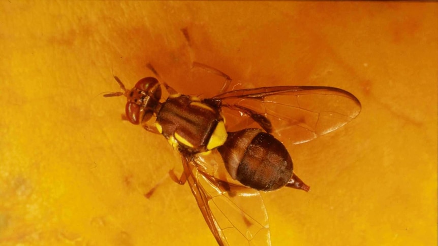A Queensland fruit fly