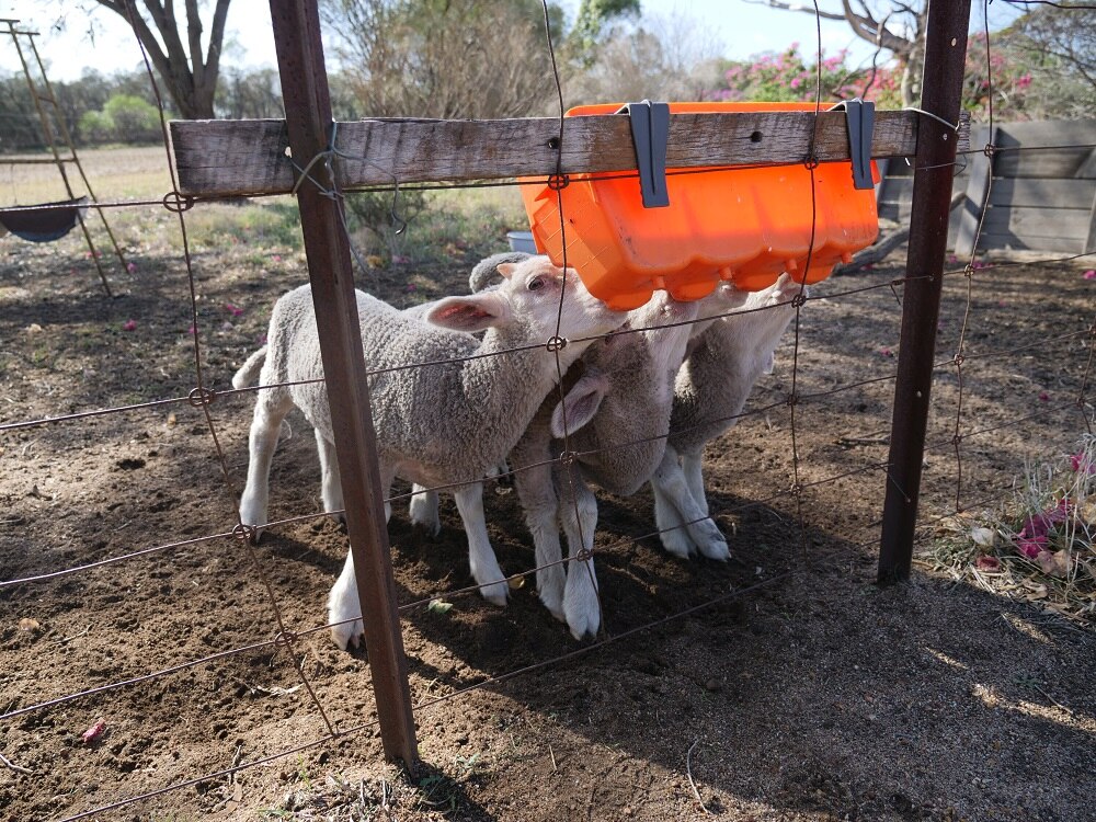 Orphaned lambs drink milk from orange container against mesh fence 