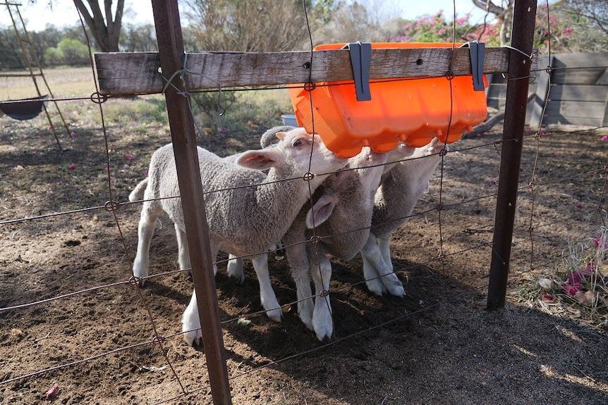 Orphaned lambs drink milk from orange container against mesh fence 