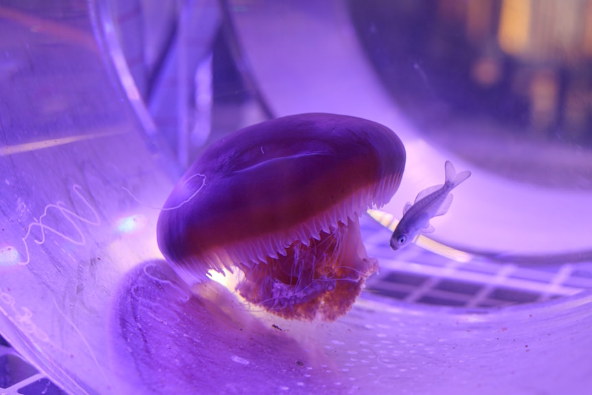 A jellyfish and fish swim together in a tank.