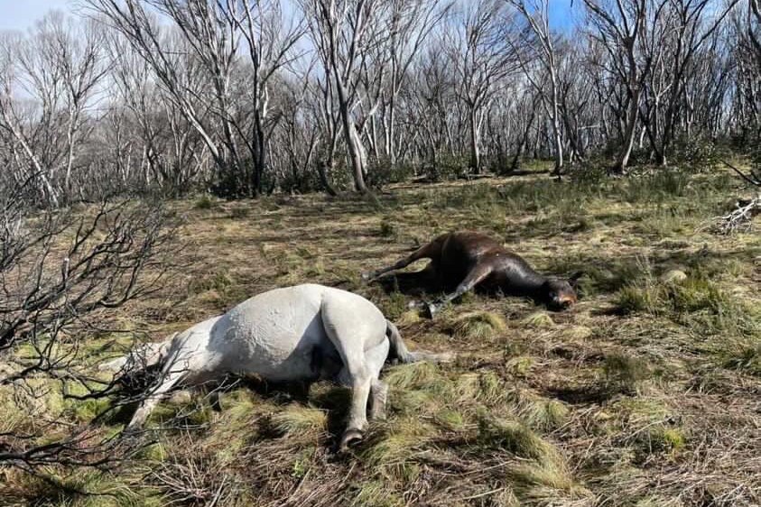 Two dead wild horses in the grass