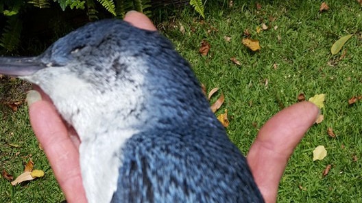 Dead baby penguin found in Cockburn Sound in Perth
