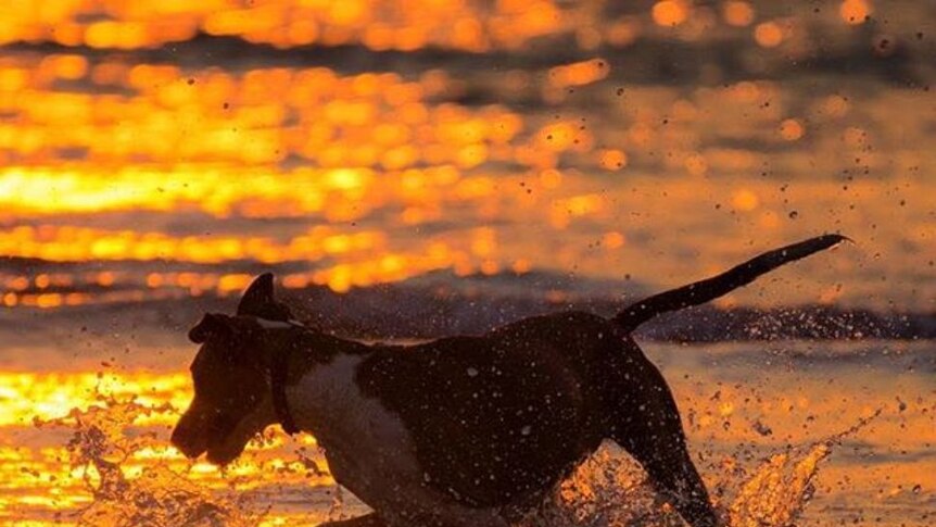 A dog splashes and plays in the shallow water at a beach. The sun is setting and the water is orange with reflections.