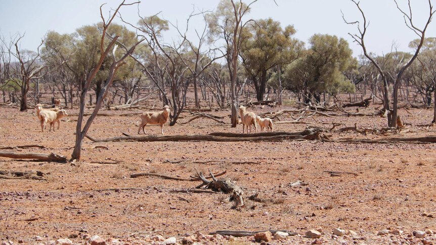 Sheep on drought affected properties between Quilpie and Eromanga.