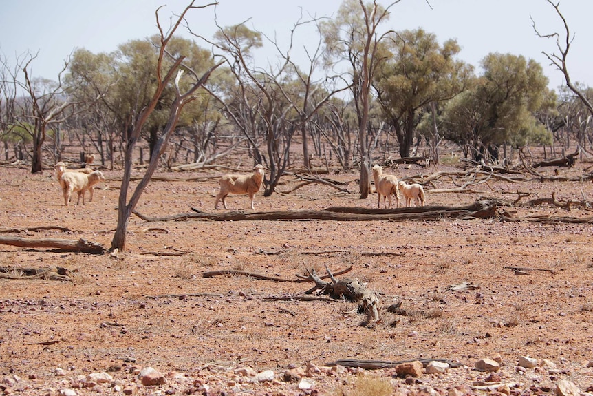 Sheep on drought affected properties between Quilpie and Eromanga.