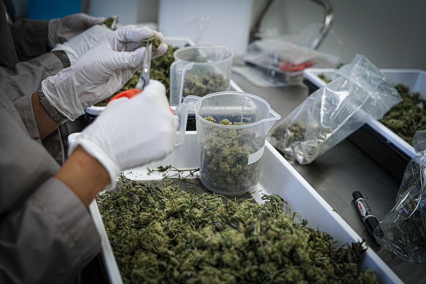 Two people's gloved hands are seen trimming cannabis buds with small pairs of scissors, in a laboratort