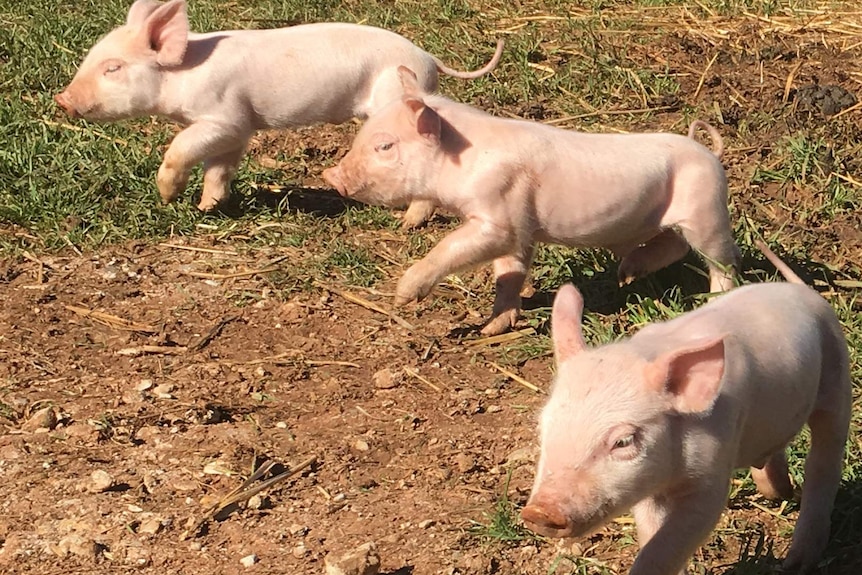 Piglets at Temora